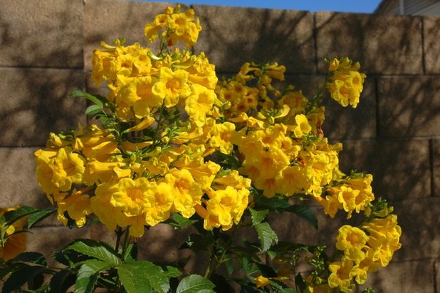 گل شیپور طلایی